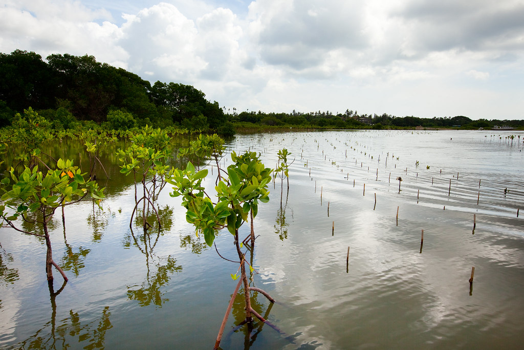 Transformative Mangrove Restoration: Unveiling Nature's Climate Change Defense with Global Experts