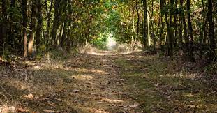 Nature Action 100: Investor Engagement Driving Corporate Progress for Nature Conservation Nature Action 100: Investor Engagement Driving Corporate Progress for Nature Conservation