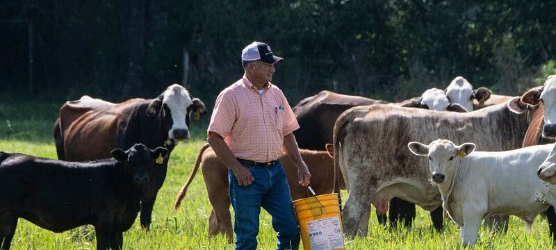 SCS Global Services Approved for Proposition 12 Certification: Enhancing Farm Animal Welfare in California