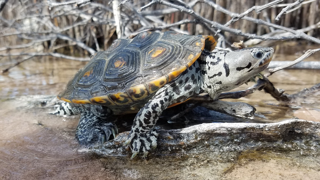 Protecting Diamondback Terrapins: Atlantic City Electric's Earth Month Initiative