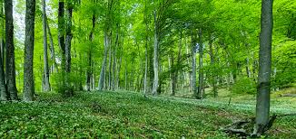 How Forest Management and BMPs Safeguard Water Quality and Aquatic Habitats How Forest Management and BMPs Safeguard Water Quality and Aquatic Habitats