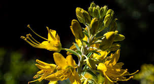 Effective Landscape Design: Hardscaping vs. Water-Wise Native Plants for Drought Areas Effective Landscape Design: Hardscaping vs. Water-Wise Native Plants for Drought Areas