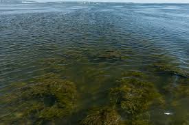 Enhancing Water Management: OCWA's Innovative Industrial IoT Solutions Enhancing Water Management: OCWA's Innovative Industrial IoT Solutions