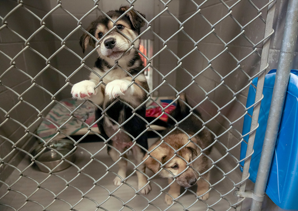 Rescue Dogs Soar to New Homes with Subaru and ASPCA's Relocation Program Rescue Dogs Soar to New Homes with Subaru and ASPCA's Relocation Program