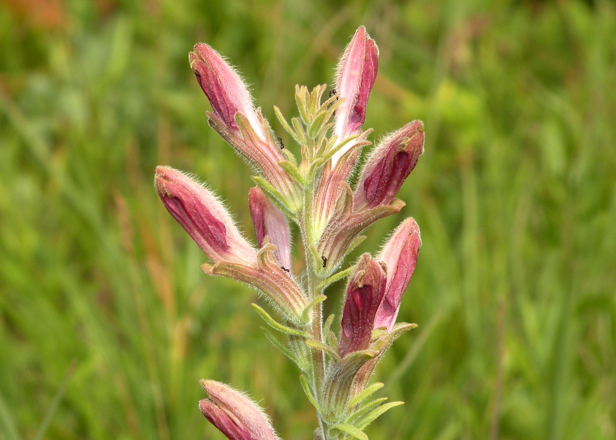 Conserving the American Chaffseed: Habitat Restoration in New Jersey's Transmission Corridors
