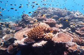 Protecting Our Oceans: Sustainable Business Strategies for a Blue Future