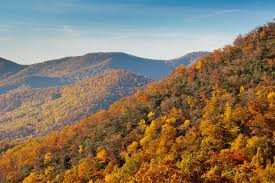 Innovations in Georgia Forestry: Industry Leaders Drive Sustainable Growth
