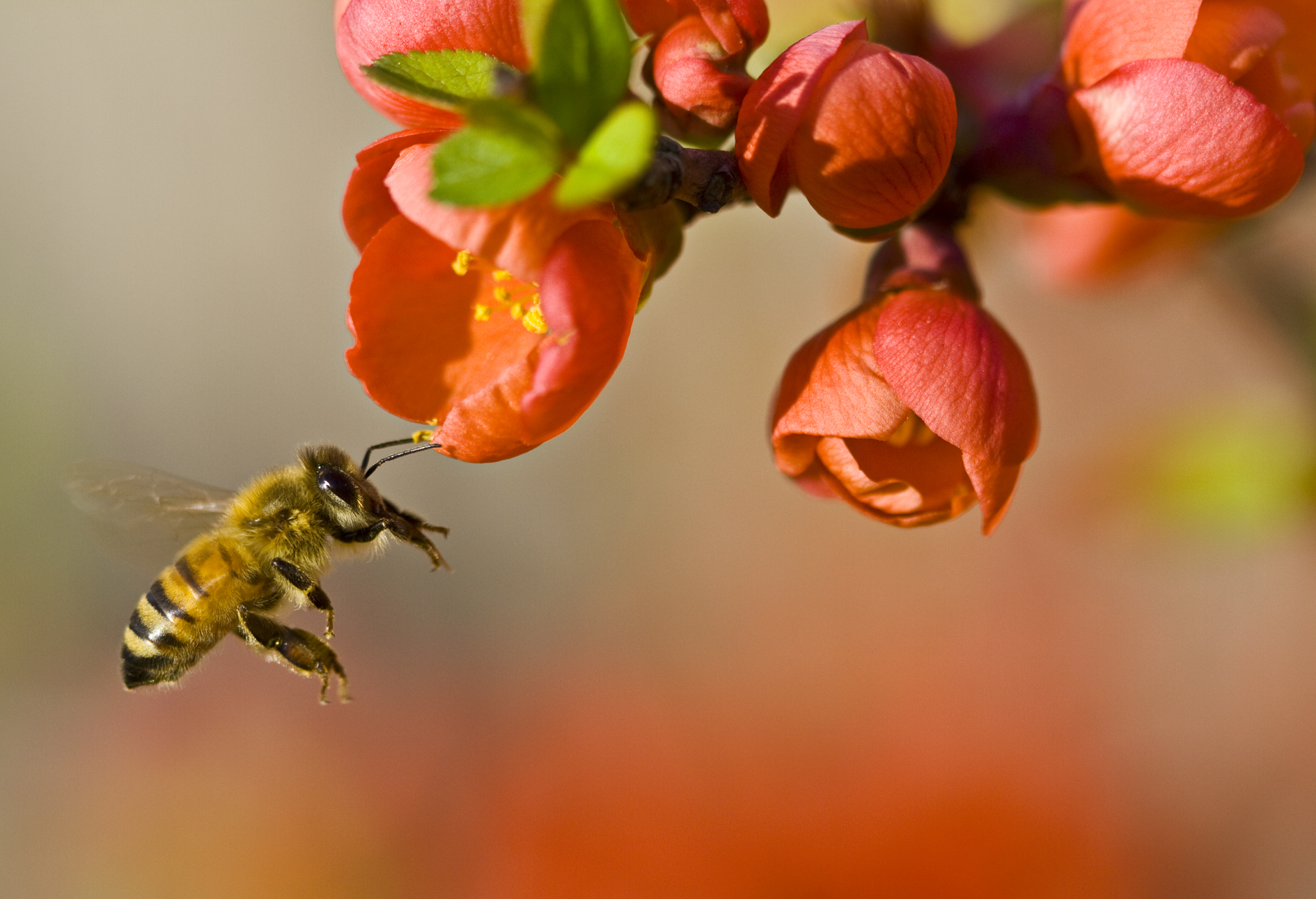 Sustainable Forestry and Pollinator Conservation at PotlatchDeltic