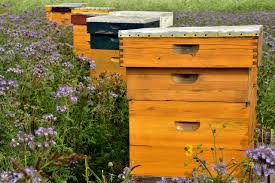 Bees, Ultrasound & Innovation: How Michael Geng Merges Beekeeping with Engineering
