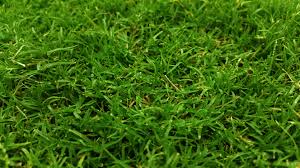 How Lawns Help You Breathe Easier: Turfgrass and Oxygen Production