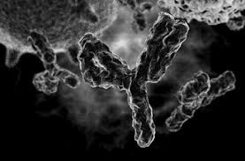 Harbour BioMed Reports Positive Phase I Results for HBM9378 Antibody Therapy