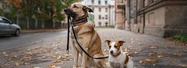 Lost Pets Reunited with AI: 250,000 Families Reconnected