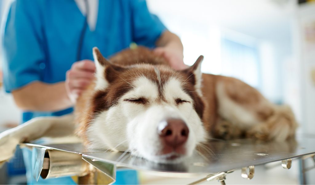 Skiptown Expands SkipOS Platform to Enhance Pet Care Services