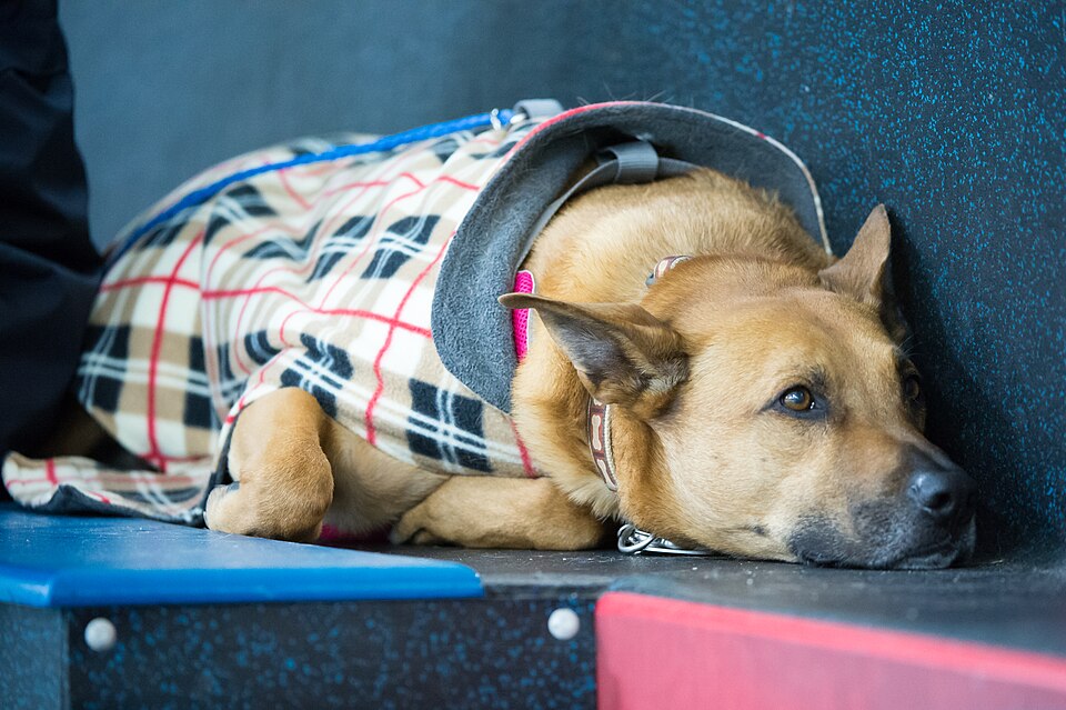 Elanco and Medical Mutts Give Rescue Dogs a Second Chance