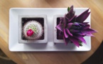 Aquacity’s Bio-Mimicry Turns Hassles Of Indoor Gardening Into A Simple Chore