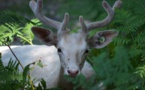 #forestsmatter Gives An Open Invitation For LIVE Twitter Chat