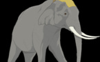 Business Case Should Be Presented Like Riding On An Elephant