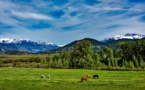 Range Cages To Help ‘Measure Grazing Impact’