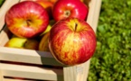 Pyxera Global Addresses The Global Issue Of ‘Post-Harvest Loss’ Of Agricultural Produce