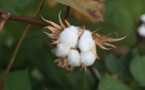 Newly Developed ‘Tracing Method’ Detects The Source Of Cotton, Opening Vistas For Responsible Supply Chains Newly Developed ‘Tracing Method’ Detects The Source Of Cotton, Opening Vistas For Responsible Supply Chains