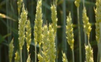‘Growing Better Together’ Provides A Closer Glimpse Into Monsanto’s Sustainable Performance