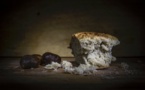 MealConnect is Battling Food Waste By Rescuing Food