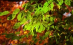 Clean Trust Challenge Winner Treads Unchartered Road And Looks Under The ‘Plant Canopy’