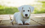 ASPCA To Celebrate Giving Tuesday In A Unique Style For The First Time