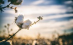 Haiti Is Harvesting Its Cotton Crop After A '30 Years Hiatus’ As A Reforestation Agenda Haiti Is Harvesting Its Cotton Crop After A '30 Years Hiatus’ As A Reforestation Agenda