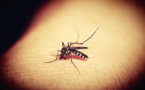 Addressing ‘The Ongoing Need For Insect Repellent’ In The Brazilian Community