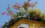 Rooftop Garden Is A Recent Addition To LACC’s Environment Friendly Features