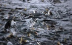 Restoring Juvenile Fish Habitat &amp; Creating A Positive Environmental Impact