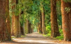 Domtar Makes The ‘Most Of Every Tree’