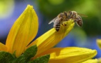 “Bee Responsible” Promotes ‘Pollinator-Friendly’ Gardening