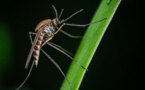 Environment Friendly Mosquito Control Device Mimics Carnivorous Plant