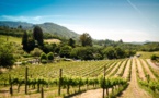 Is FMNR The ‘Fastest Way To Restore Degraded Landscapes’?