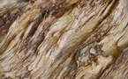 Domtar’s 2019 New Year Resolution Is To Curb Wood Fiber Loss