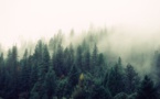 Nestlé Finds Its ‘Agricultural Commodities’ ‘Deforestation-Free’