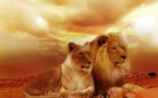 Protecting Lion Means Protecting The ‘Entire Circle Of Life’ Protecting Lion Means Protecting The ‘Entire Circle Of Life’