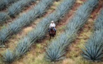 Sustainable Approach To Tequila Production