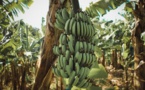 Incorporating Sustainable Integrated Management In World’s ‘Largest’ Banana Export Chain