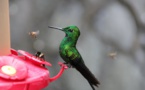 Mexico Builds Urban Gardens To Prevent Hummingbirds Extinction