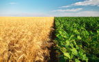 Peak phosphorus and food security: time to fact-check