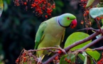 Facilitating The Return Of Native Birds Into The Indonesian Forests