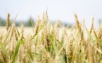 AB InBev Invests In Agro-Tech