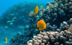 The Ocean League: Exploring Imagery &amp; Storytelling For Ocean Conservation