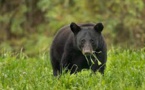 NFWF and International Paper award $2.6M for restoring natural habitat for Louisiana black bear