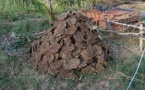 Cow Dung powers Ontario’s waste collection truck