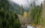 Conservation of forests areas and wildlife  receive $10M funding