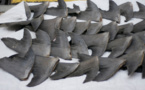 Illegal shark-finning practices must stop: Sea Change Radio